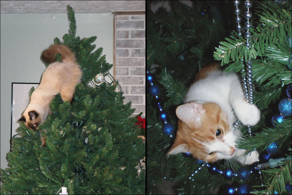 Árvores de Natal são para gatos? 04