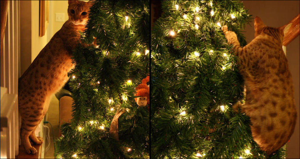 Árvores de Natal são para gatos? 07