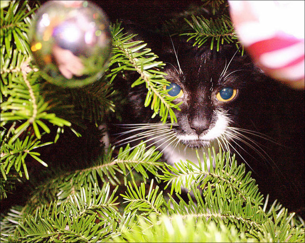 Árvores de Natal são para gatos? 08
