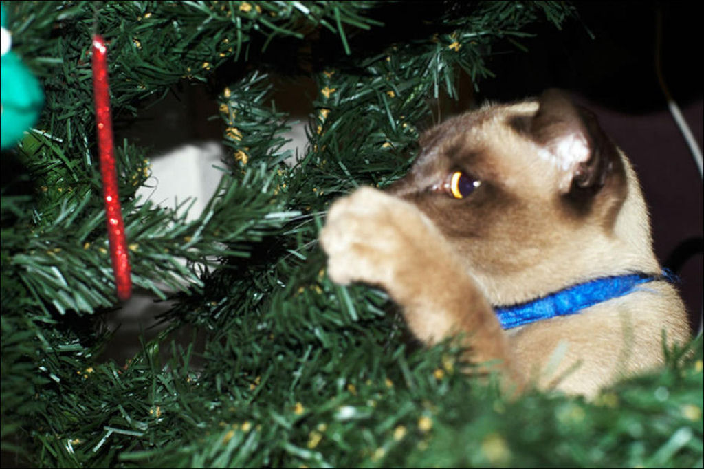 Árvores de Natal são para gatos? 11