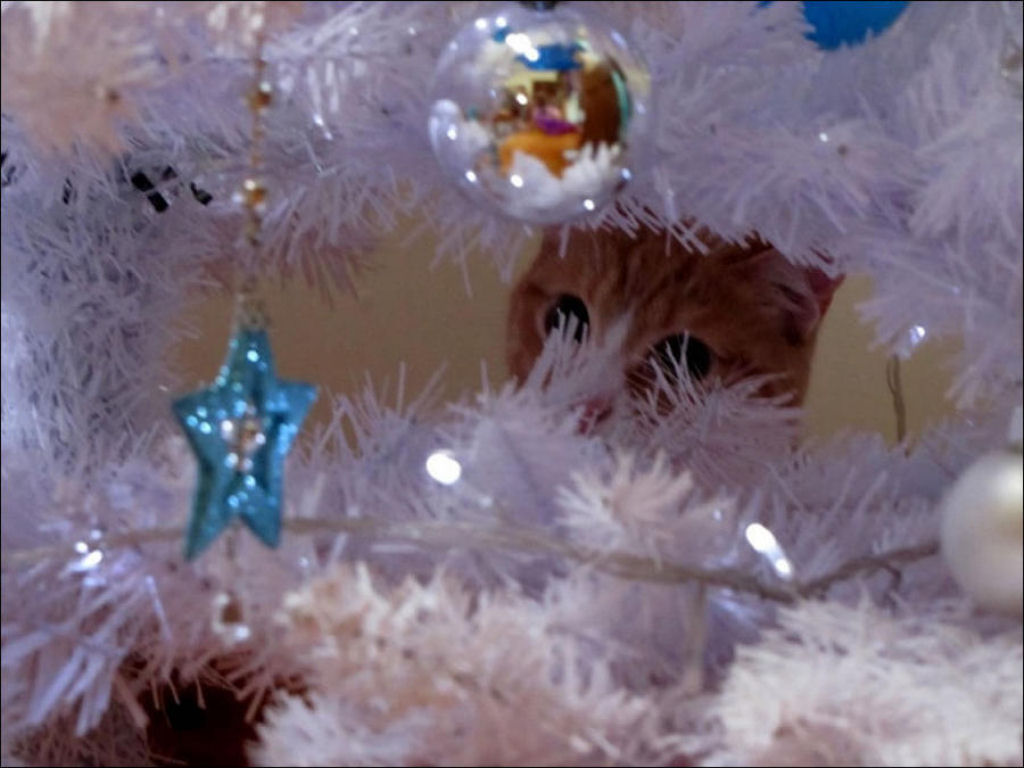 Árvores de Natal são para gatos? 12