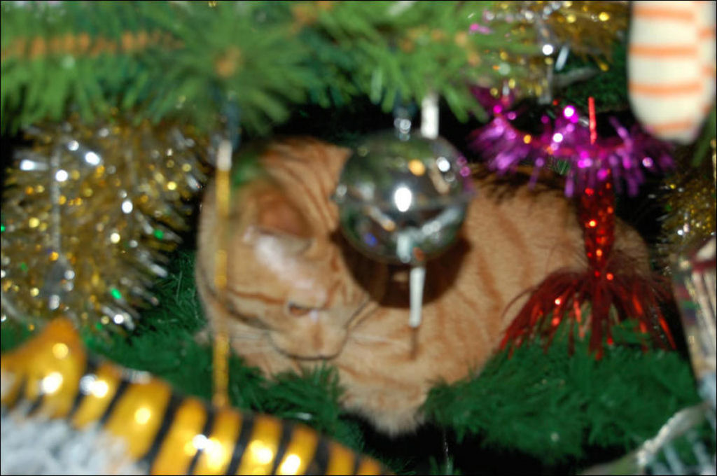 Árvores de Natal são para gatos? 13
