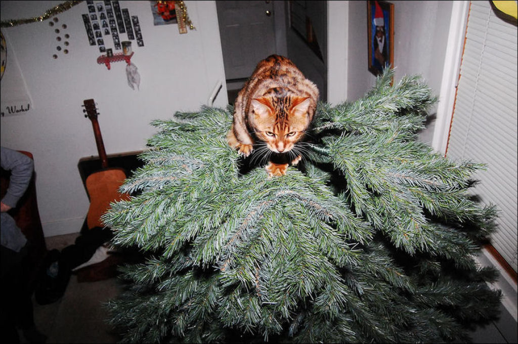 Árvores de Natal são para gatos? 14