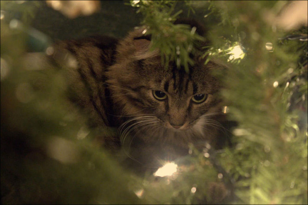 Árvores de Natal são para gatos? 15
