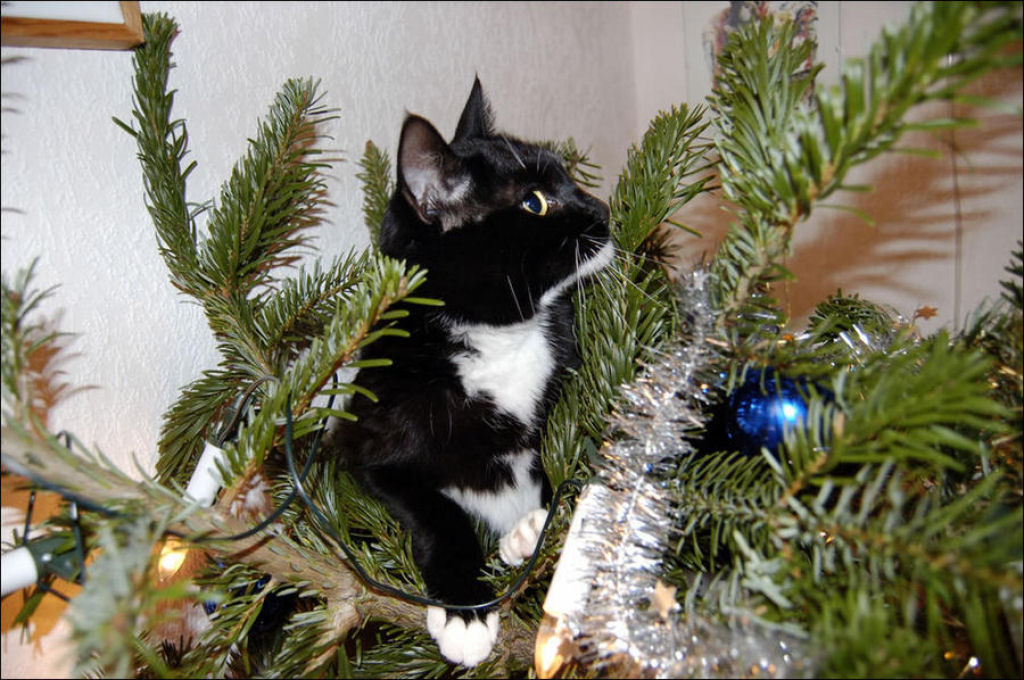 Árvores de Natal são para gatos? 17