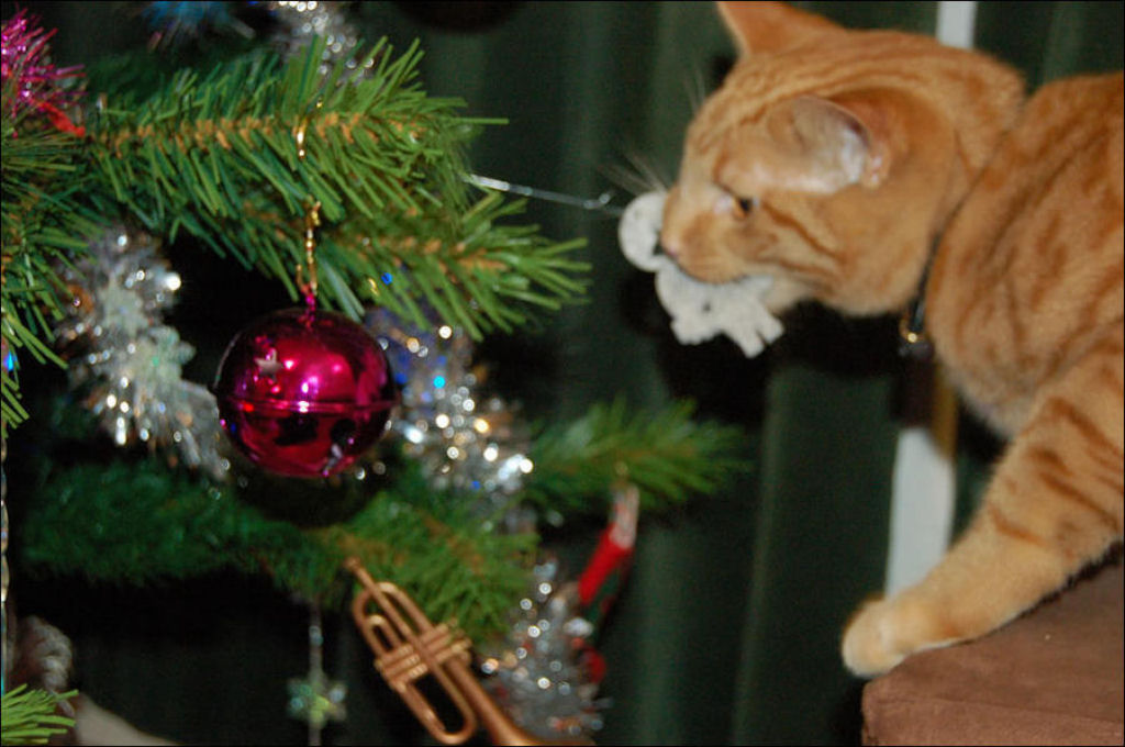 Árvores de Natal são para gatos? 18