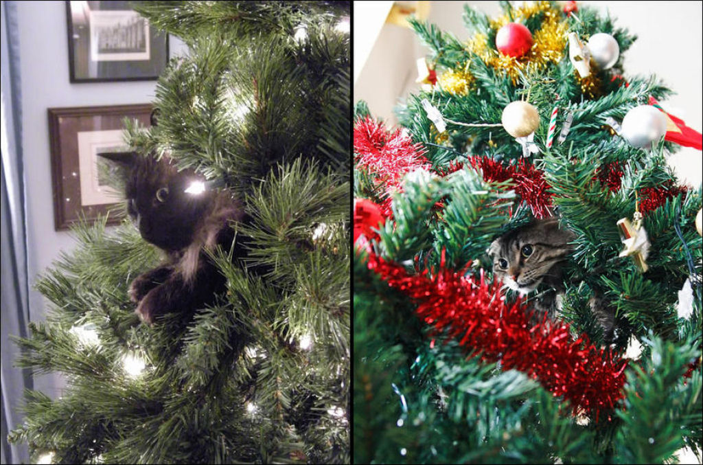 Árvores de Natal são para gatos? 21