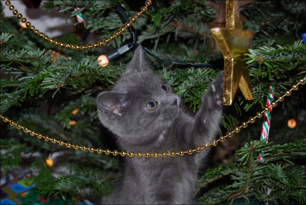 Árvores de Natal são para gatos? 22