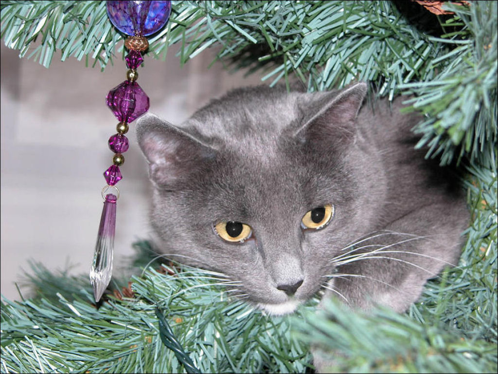 Árvores de Natal são para gatos? 23