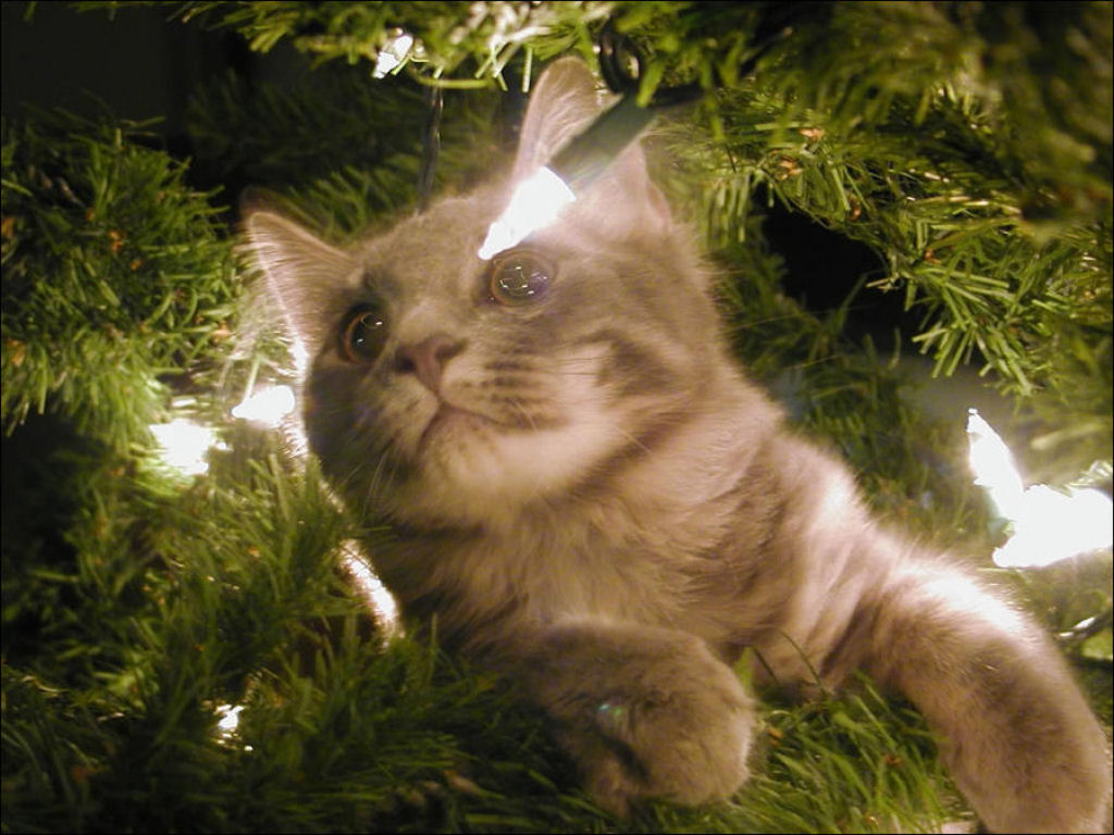 Árvores de Natal são para gatos? 24