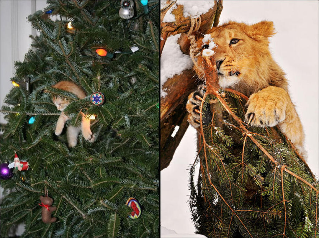 Árvores de Natal são para gatos? 25