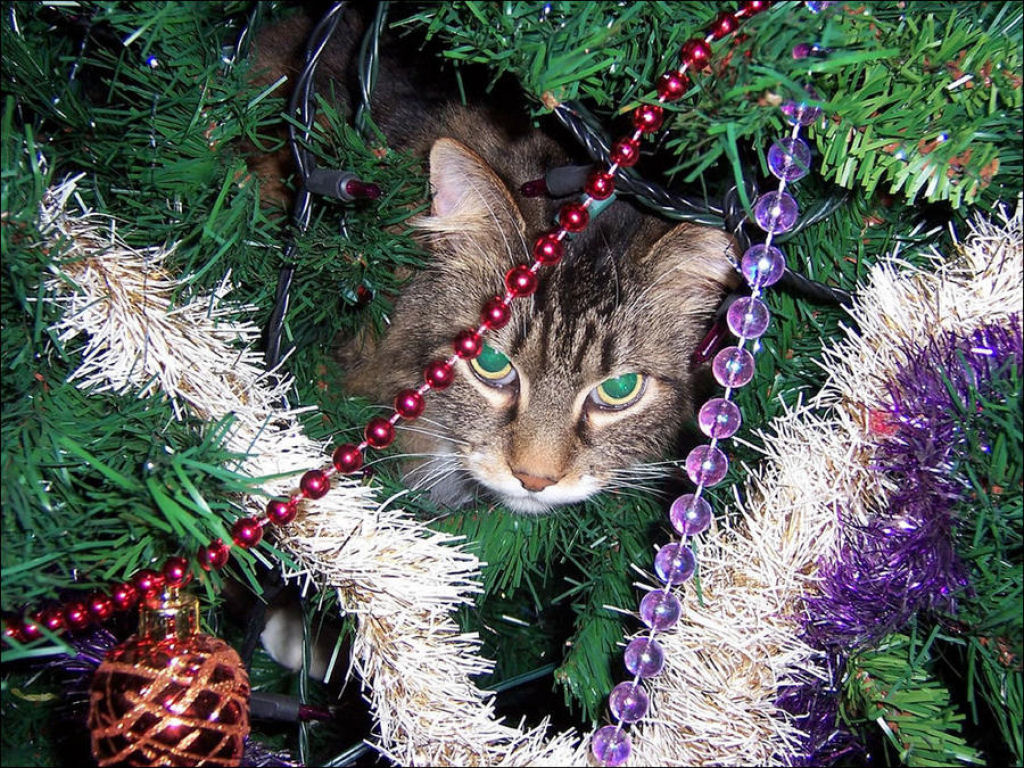 Árvores de Natal são para gatos? 27