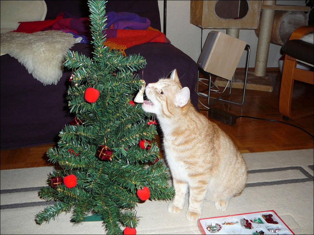Árvores de Natal são para gatos? 28