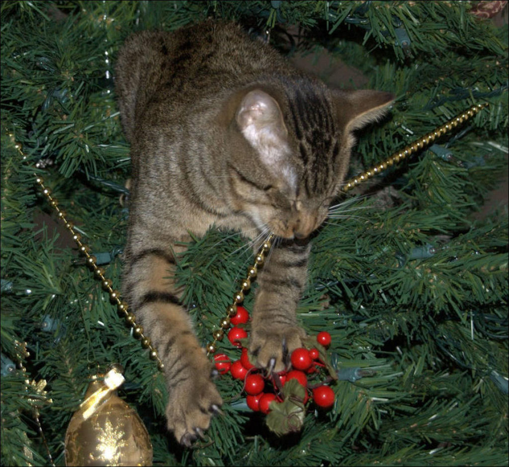 Árvores de Natal são para gatos? 29