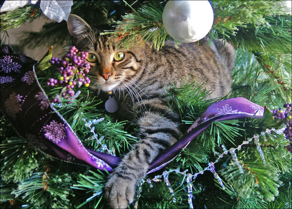 Árvores de Natal são para gatos? 31