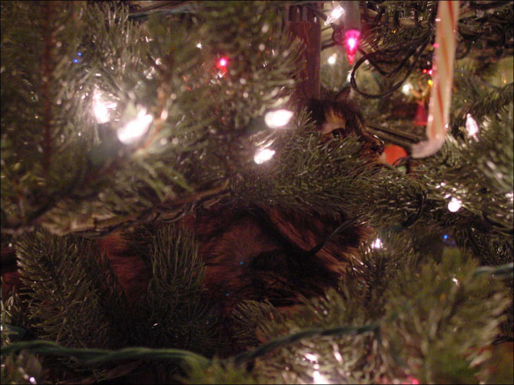 Árvores de Natal são para gatos? 32
