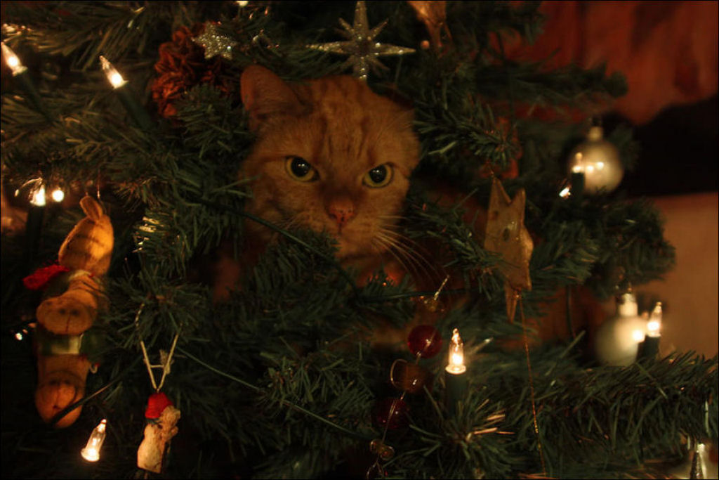 Árvores de Natal são para gatos? 34