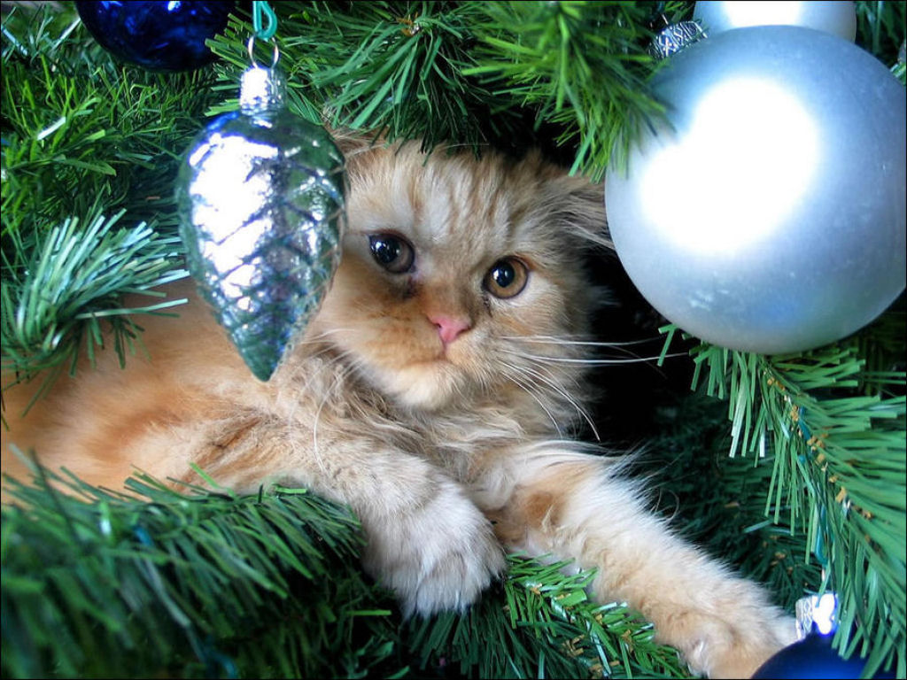 Árvores de Natal são para gatos? 35