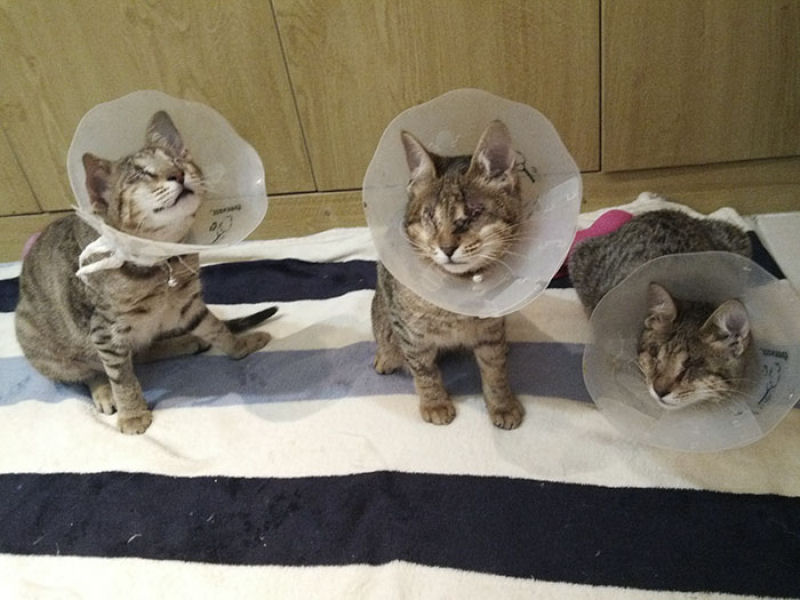 Ningum queria estes 3 gatos cegos, at que esta mulher decidiu adot-los 04