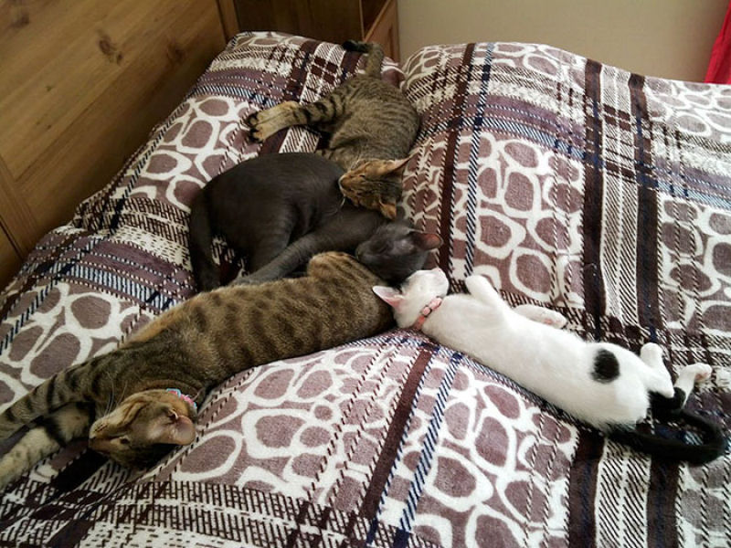 Ningum queria estes 3 gatos cegos, at que esta mulher decidiu adot-los 10