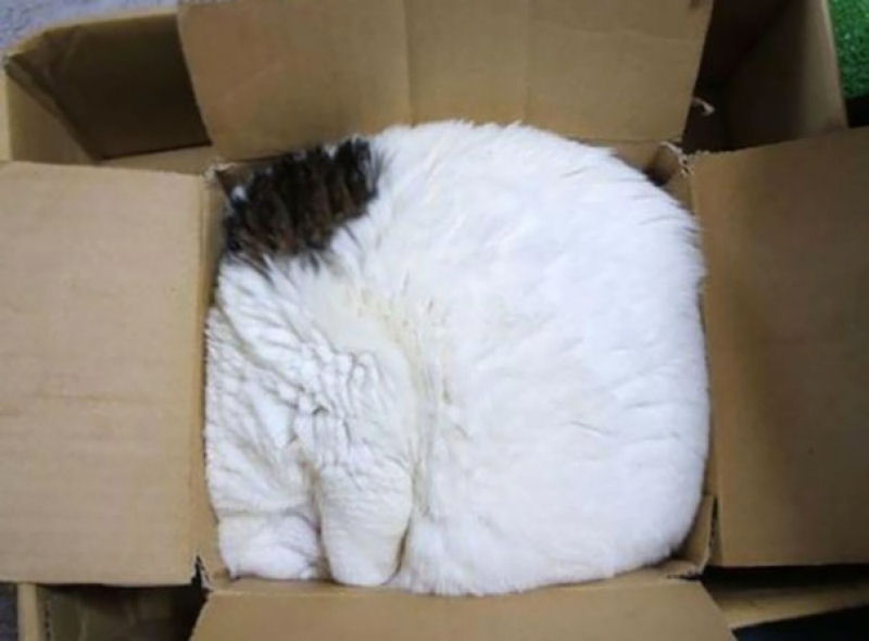 32 gatos que demonstram que  possvel dormir em qualquer lugar 07