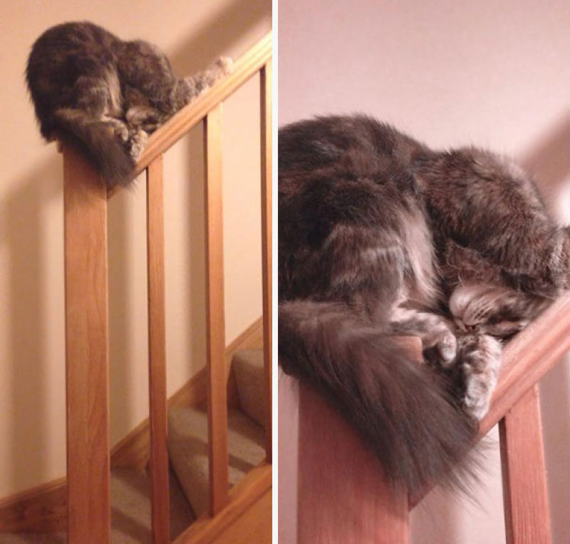 32 gatos que demonstram que  possvel dormir em qualquer lugar 09