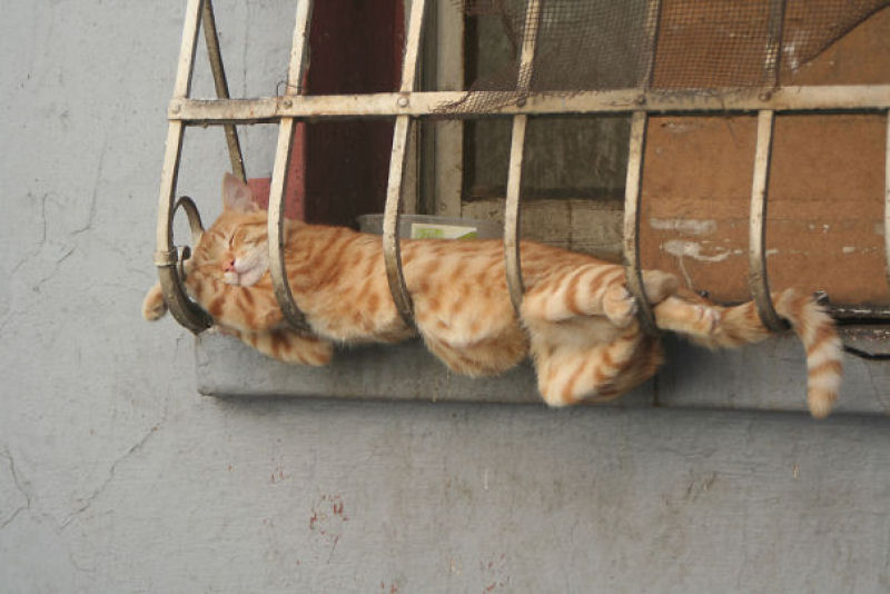 32 gatos que demonstram que  possvel dormir em qualquer lugar 11