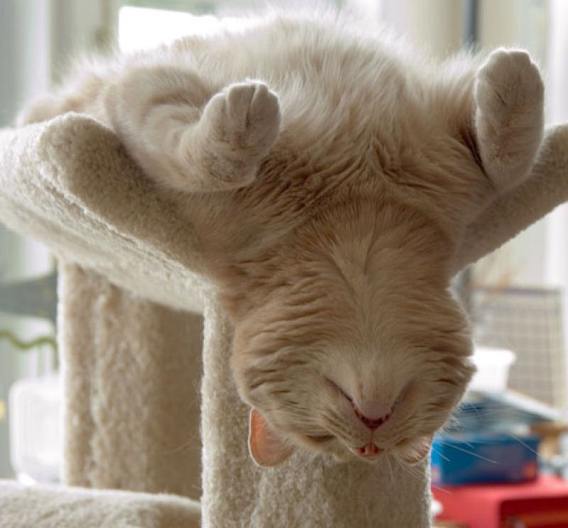 32 gatos que demonstram que  possvel dormir em qualquer lugar 13