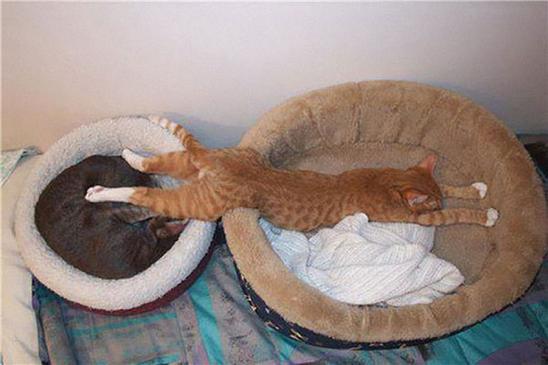 32 gatos que demonstram que  possvel dormir em qualquer lugar 26