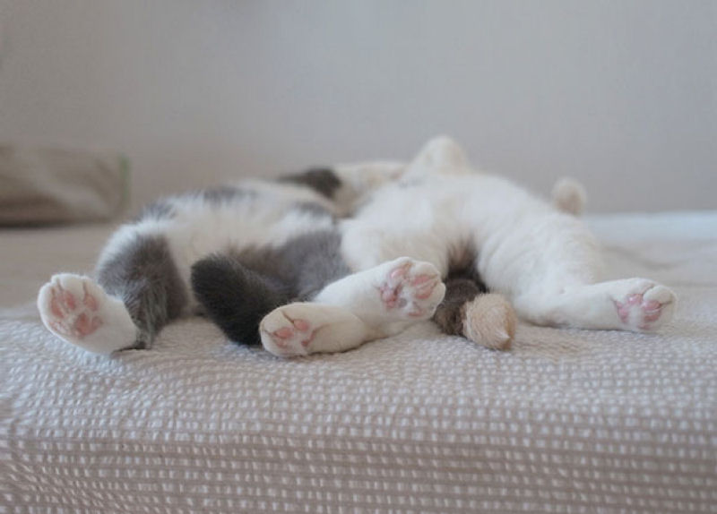 32 gatos que demonstram que  possvel dormir em qualquer lugar 29