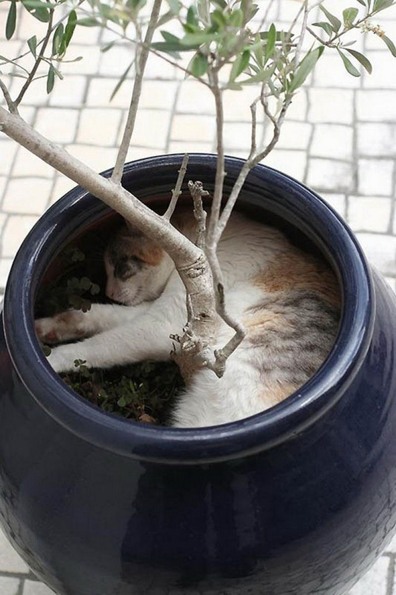 32 gatos que demonstram que  possvel dormir em qualquer lugar 31