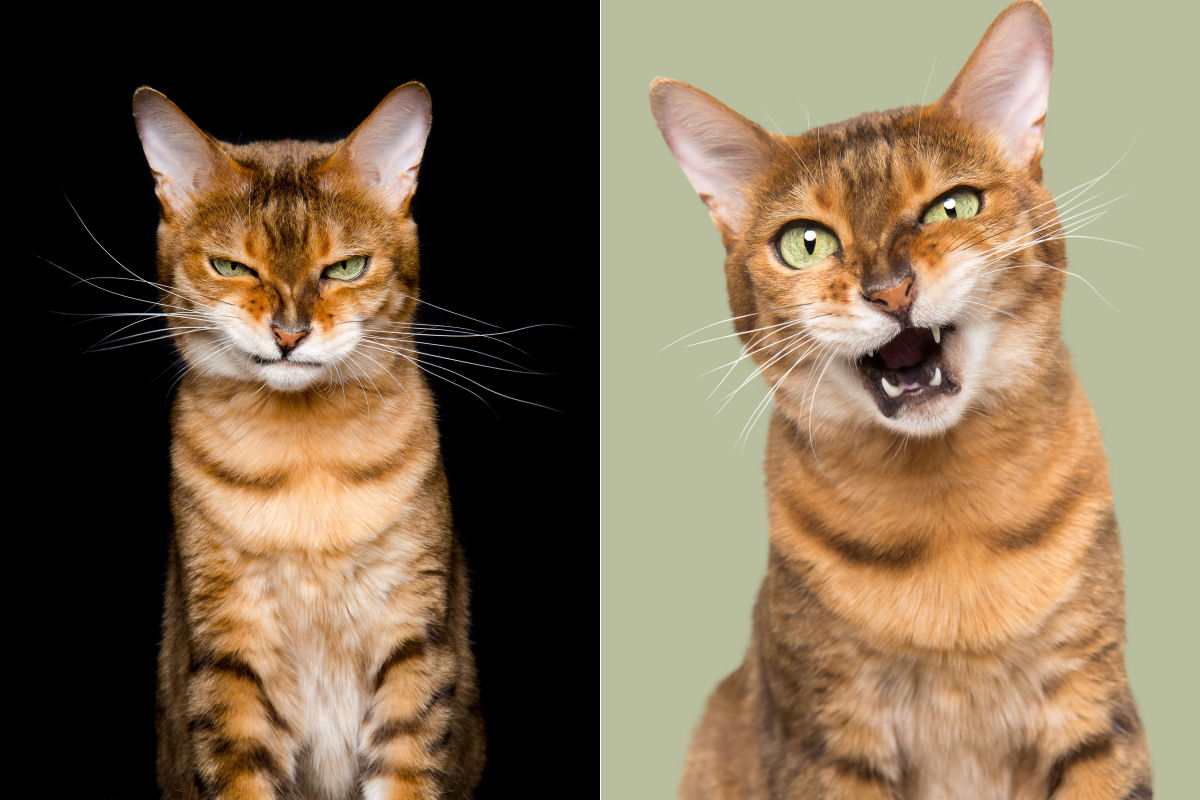Fotos engraçadas revelam as emoções mal-humoradas e apatetadas de gatos 01