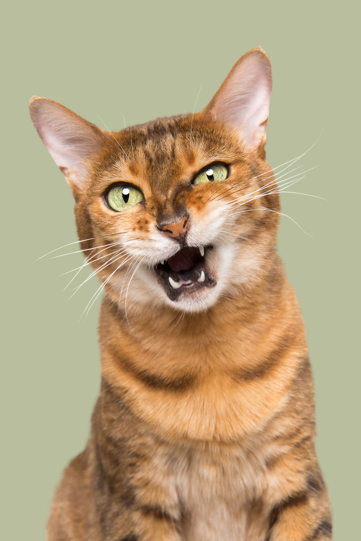 Fotos engraçadas revelam as emoções mal-humoradas e apatetadas de gatos 03