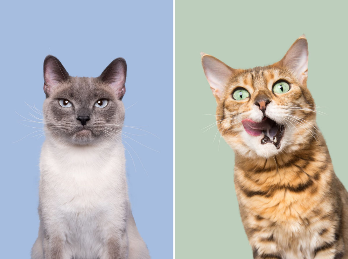Fotos engraçadas revelam as emoções mal-humoradas e apatetadas de gatos 04