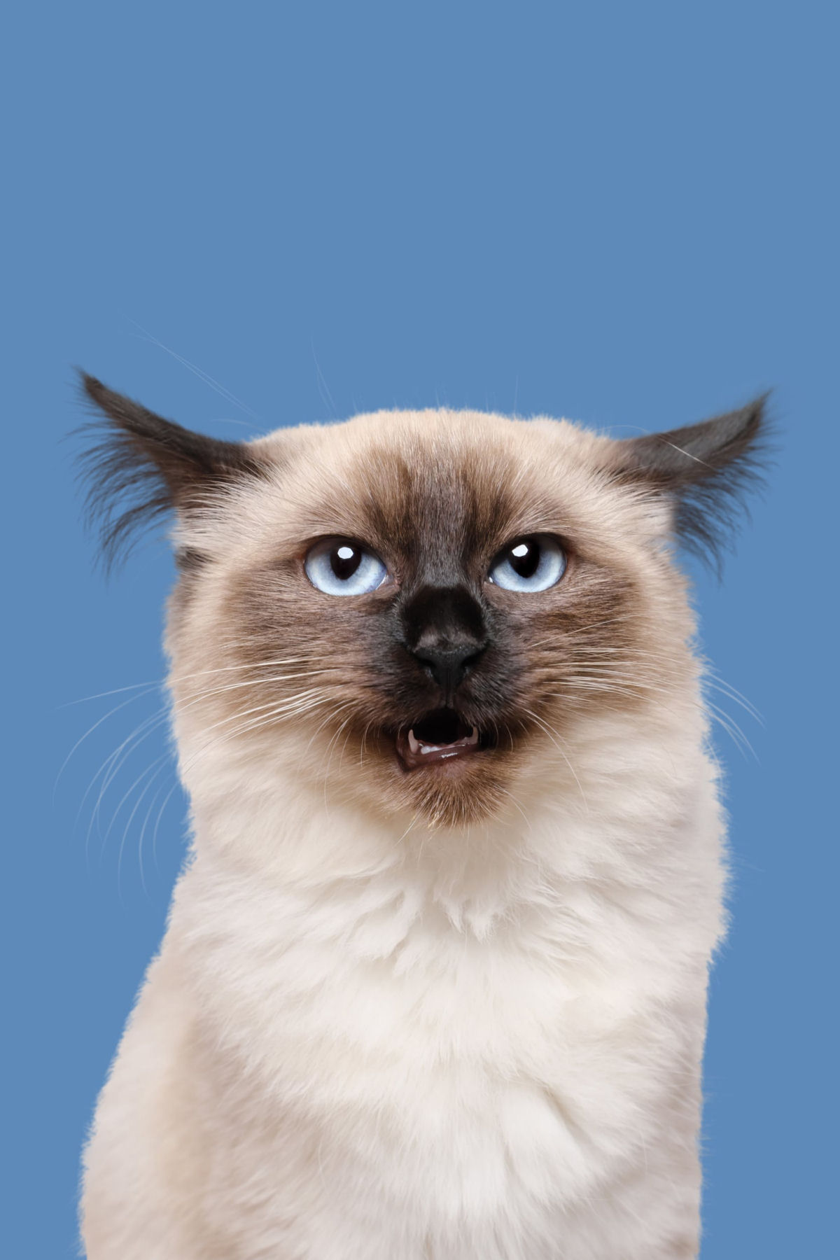 Fotos engraçadas revelam as emoções mal-humoradas e apatetadas de gatos 06