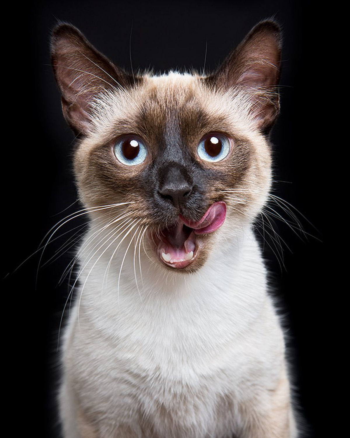 Fotos engraçadas revelam as emoções mal-humoradas e apatetadas de gatos 11