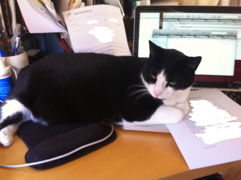 Empresa japonesa enche escritrio com gatos para diminuir estresse dos funcionrios e melhorar a produtividade