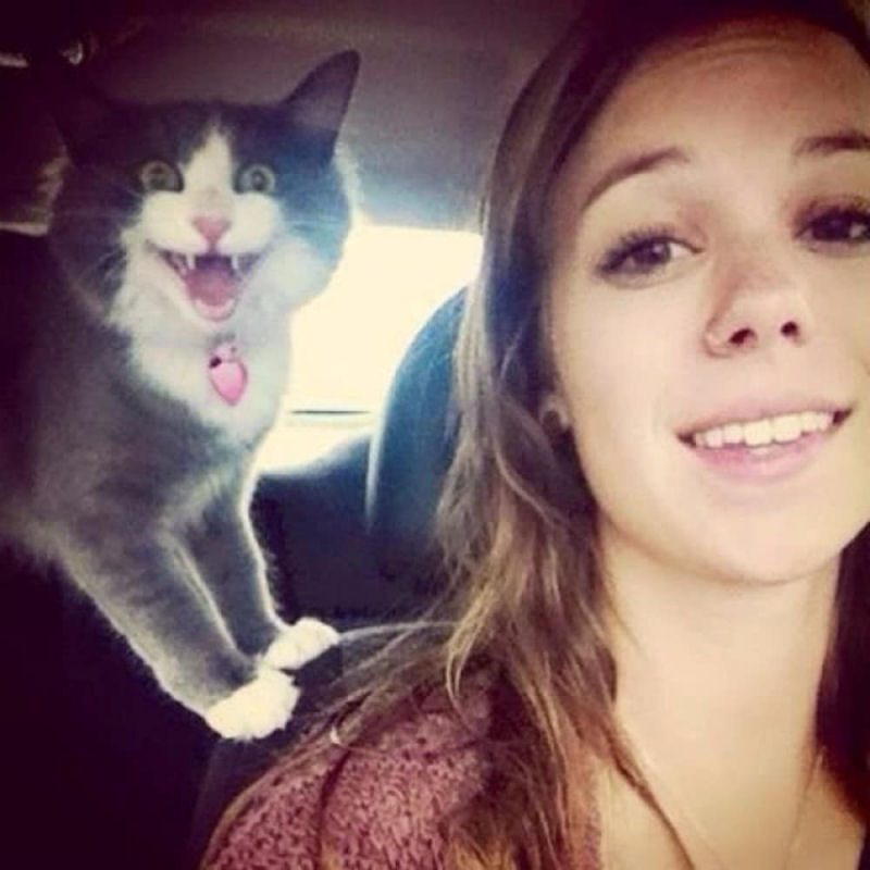 Estes gatos estão fartos da moda dos selfies 01