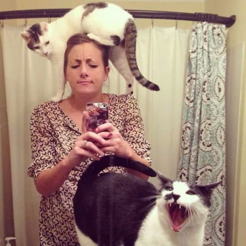 Estes gatos estão fartos da moda dos selfies 06
