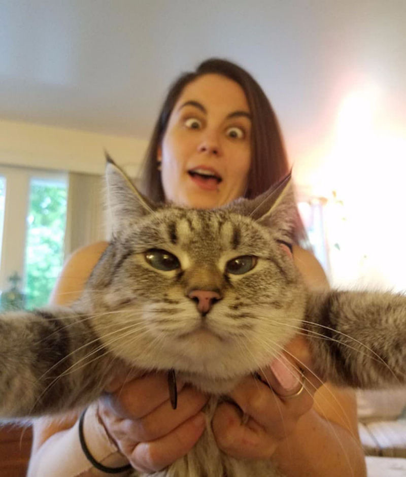 Estes gatos estão fartos da moda dos selfies 19