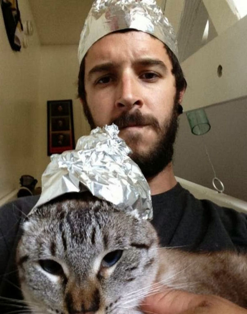 Estes gatos estão fartos da moda dos selfies 23