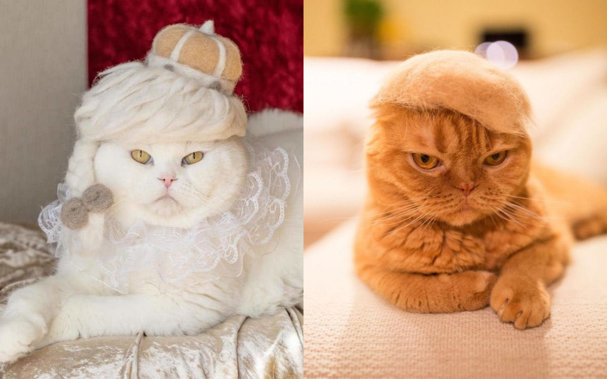 Fotgrafo japons continua criando gorros fofos para seus 3 gatos com os pelos dos prprios 01