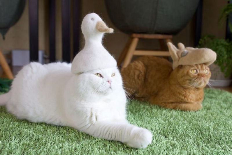 Fotgrafo japons continua criando gorros fofos para seus 3 gatos com os pelos dos prprios 12