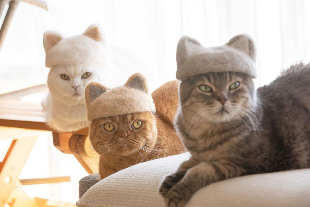 Gatos com gorrinhos feitos com sua própria pelagem 01