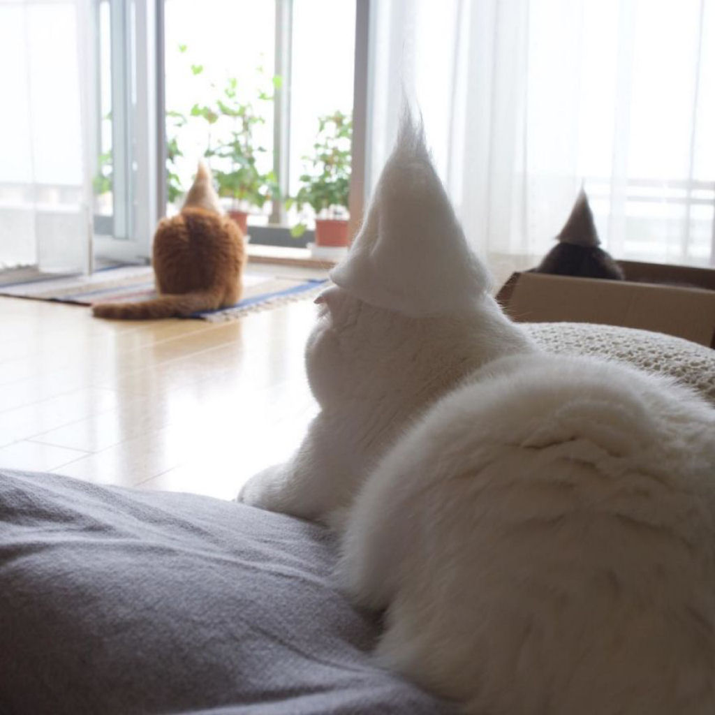 Gatos com gorrinhos feitos com sua própria pelagem 12