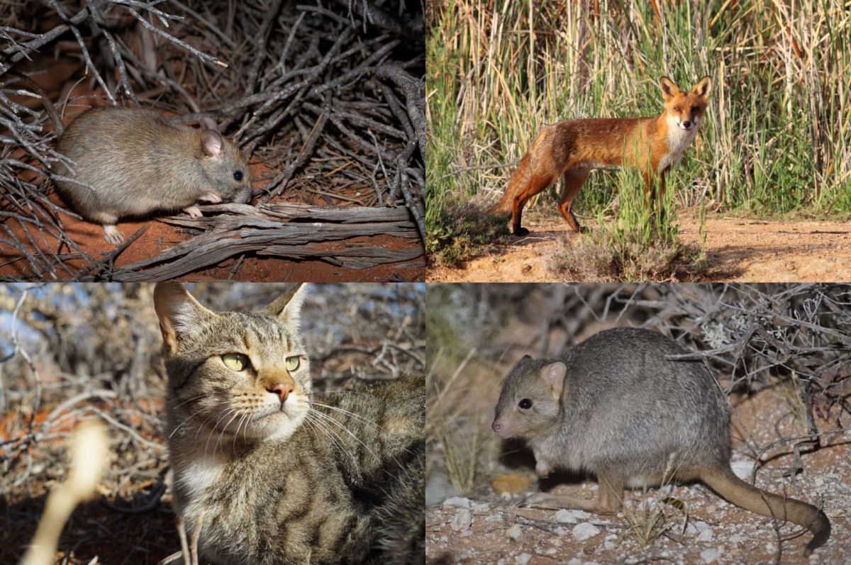 Gatos e raposas matam 2,6 bilhões de animais por ano na Austrália