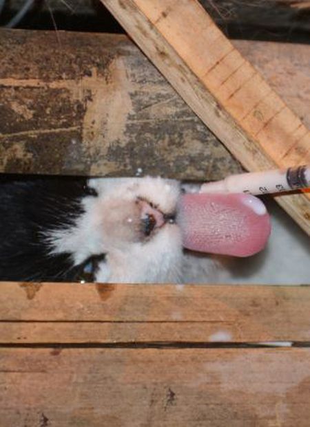 Voluntrios resgatam 1000 Gatos do abate na China depois de acidente de caminho 13