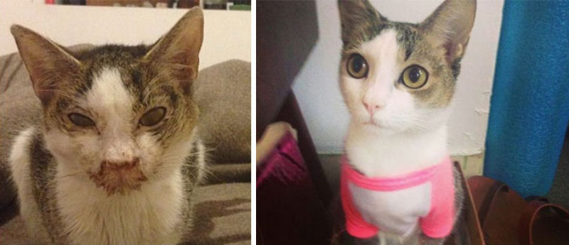 30 fotos que contam a história de gatos resgatados da morte 01