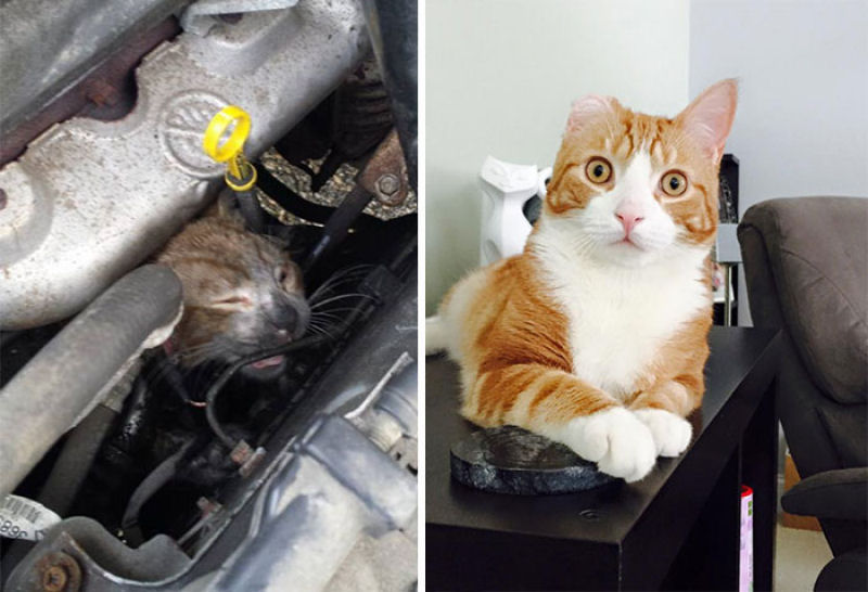 30 fotos que contam a história de gatos resgatados da morte 02