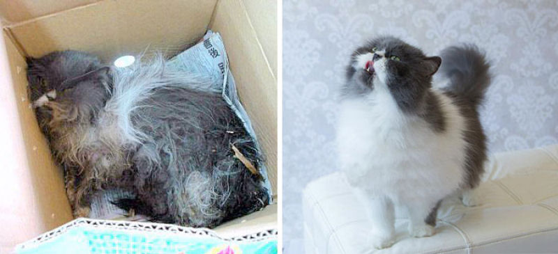 30 fotos que contam a história de gatos resgatados da morte 04